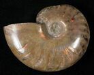 Flashy Red Iridescent Ammonite - Wide #16682-1